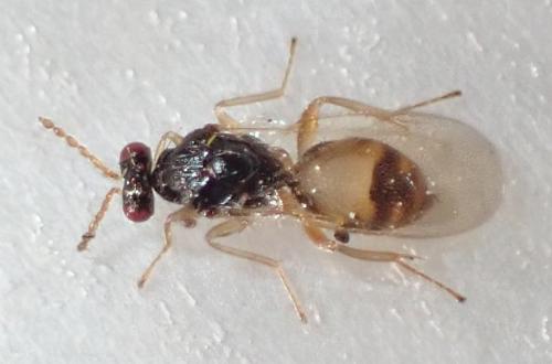 Euplectrus sp.
